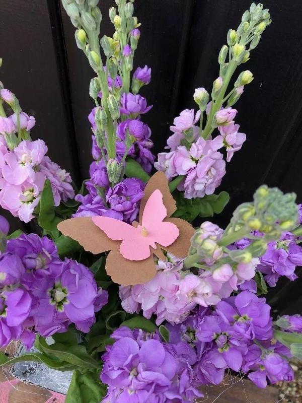 Scented stocks boxed design