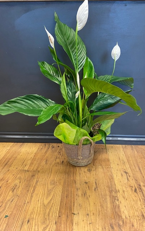 Giant shop peace lily