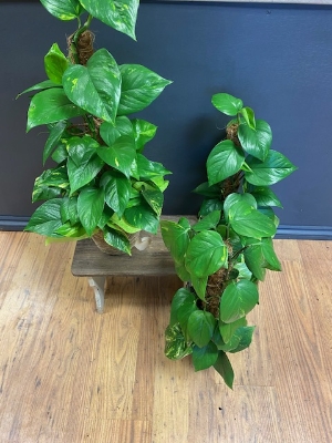 Devils Ivy