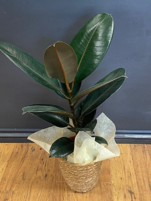 Ficus plant