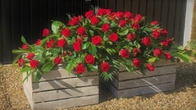 Red Rose Coffin Spray