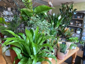 Foliage indoor house plant