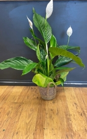 Large peace lily plant