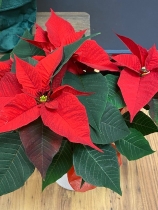 Poinsettia Plant