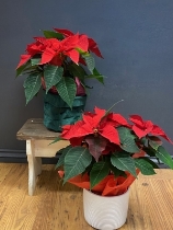 Poinsettia Plant