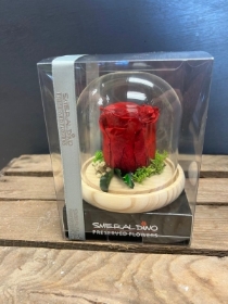 Preserved Rose   Red