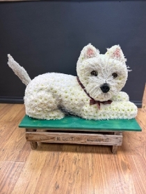 £d westie laying dog