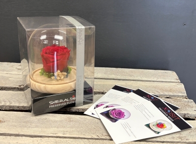 Preserved Rose in a glass dome