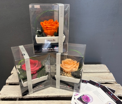 Preserved Rose in a ceramic dish