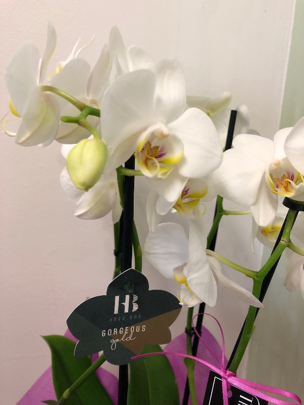 White Orchid plant