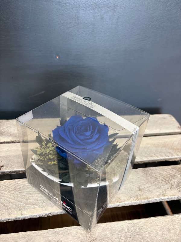 Preserved Rose in a triangular saucer