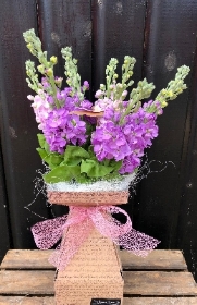 Scented stocks boxed design