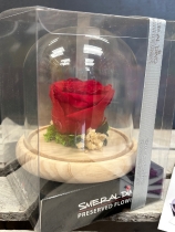 Preserved Rose in a glass dome