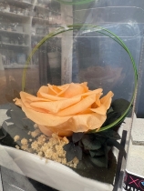 Preserved Rose in a ceramic dish