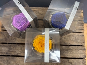 Preserved Rose in a glass bowl