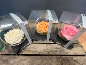 Preserved Rose in a glass bowl