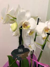 White Orchid plant
