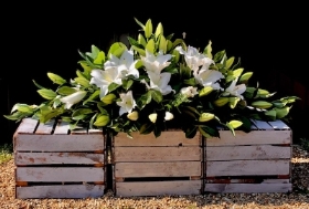 Oriental Lily Double Ended Spray