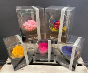 Preserved Rose in a glass bowl