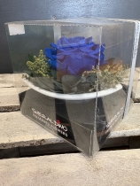 Preserved Rose in a triangular saucer