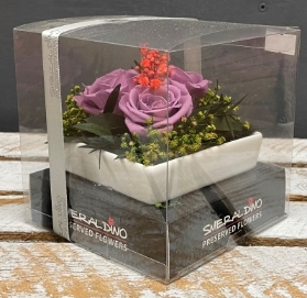 Preserved Spray Rose in a square ceramic dish