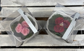 Preserved spray rose in a ceramic dish